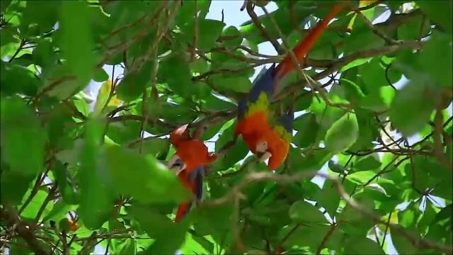 КАК НАЛАДИТЬ СВЯЗЬ С ВЫСШИМ «Я» 2ч. КАК УСПОКОИТЬ ЭГО? Послание Отца-Абсолюта. смотреть онлайн