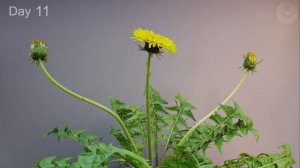 Growing Dandelion 🌱 from Seed to Seed Head (1 Year Time Lapse)