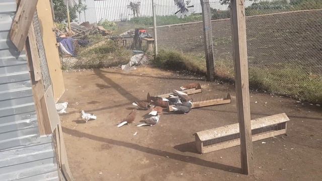 Попытка поднять ч.2 Николаевские голуби (с.Елховка, Самарская обл.) смотреть онлайн