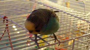 Мой любимый волнистый попугайчик. Волнистик позирует. Budgie plays, sounds, song. Funny Parrots