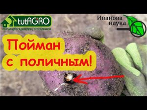 ЭТО ШОК! Кого я обнаружил в картофеле! ДЫРЫ В КАРТОФЕЛЕ и КОРЯВЫЕ КЛУБНИ? Виновник пойман!