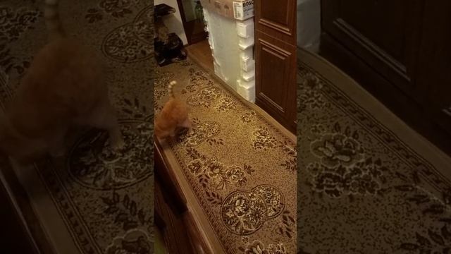 Кот Рыжик играет с мячиком, животные