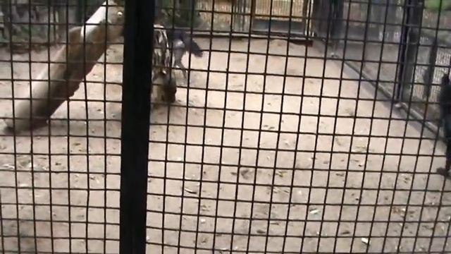 Видео. Черный волк как собака.