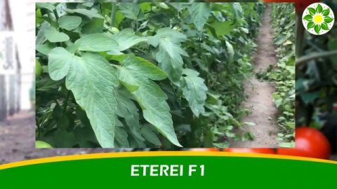 🍅 Этери F1 семена томата индетерминантного (Seminis / Семинис)