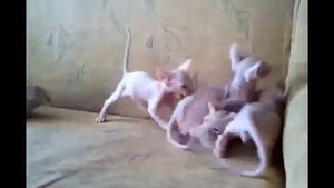 Такие смешные котята сфинкса