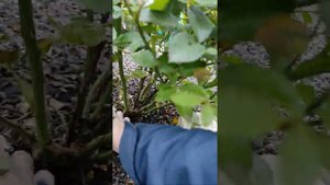 Розы флорибунда второй год в грунте растет в Сибири