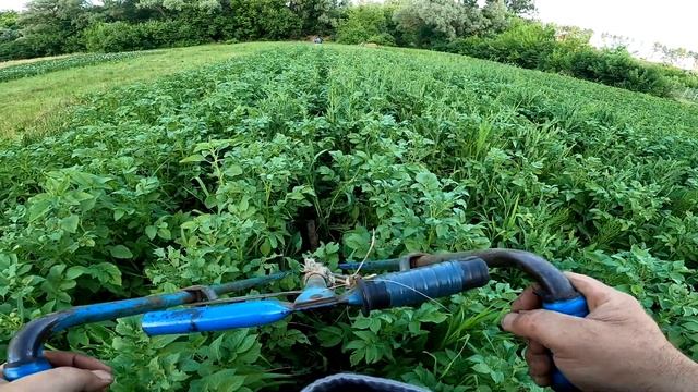Ручной пропольник при возделывании картофеля. Manual weeding machine for potato cultivation.