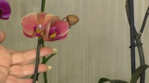 ЧТО СДЕЛАТЬ С ОРХИДЕЕЙ СРАЗУ ПОСЛЕ ПОКУПКИ ??? ПЕРЕСАЖИВАТЬ ИЛИ НЕТ ??? Мой ОПЫТ.