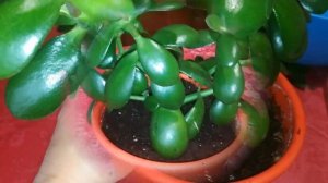 ДЕНЕЖНОЕ ДЕРЕВО. Пересадка. Как посадить КРАССУЛУ. Уход за комнатными растениями