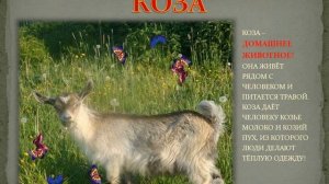 Домашние  животные  и птицы, материал для II младшей группы.