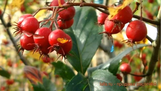 Боярышник круглолистный (crataegus) ? круглолистный боярышник обзор: как сажать, саженцы боярышника