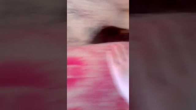 Моя домашняя крыса по имени "Тузик" смотреть онлайн