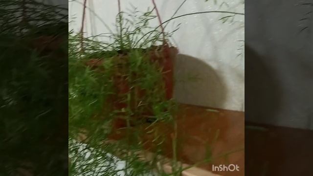Аспарагус Шпренгера???Asparagus Sprenger