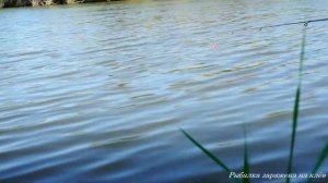 Прорубил место в зарослях камыша под удочку и понеслась.. Рыбалка на поплавок.