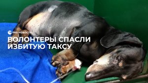 Избитая такса обрела новую семью