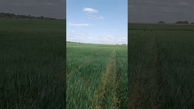 Засуха, как влияют обработки на оз.пшеницу!