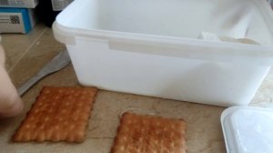 замороженный сэндвич ice sandwich