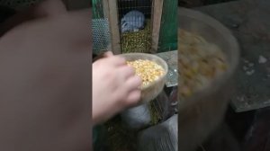 КОРМИМ КРОЛИКОВ ЯЧМЕНЕМ И КУКУРУДЗОЙ. И ДАЁМ ПИТЬ!