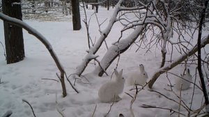 НП "Таганай", видео с фотоловушек (март) заячьи разборки