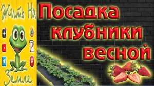 Как правильно сделать грядки и высадить клубнику. #клубника