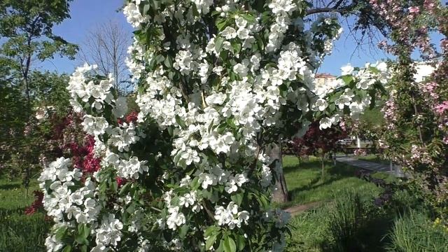 Очень красивый яблоневый сад (цветущий сад) смотреть онлайн