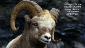Национальный парк Кодар. Итоги работы за 5 лет.