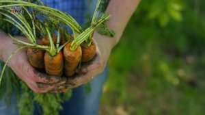 Морковь Слаще Мёда После Этих 3 Подкормок! Как Вырастить Крупную И Сладкую Морковь