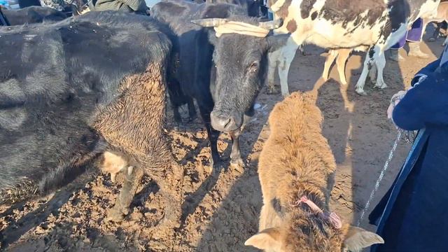 SOG'IN SIGIRLAR NARXLARI YEVROPAGA QARAB KETTI NIMA BO'LADI? ZANG MOLBOZORI 24.02.2024