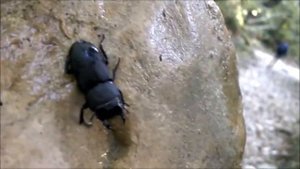 О том как не надо ходить на Лысую гору (Туапсинский район, поселок Ольгинка)