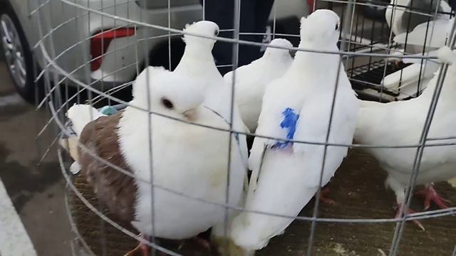 Ярмарка Рождественская Голубей в Краснодаре 07.01.2024 смотреть онлайн