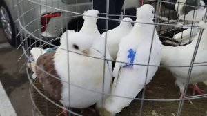 Ярмарка  Рождественская Голубей в Краснодаре 07.01.2024