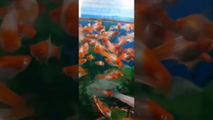 Меченосец санта клаус от малька до рыбы (Xiphophorus helleri Koi)