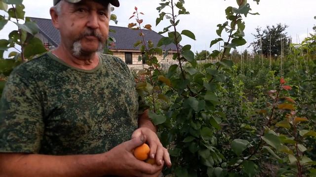 Абрикос Харостар смотреть онлайн