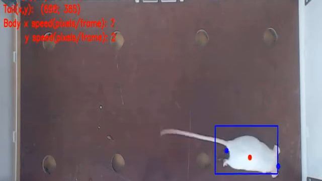 Исследование активности мелких грызунов