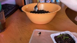 ПОЧЕМУ НЕ РАСТЁТ РАССАДА ЗЕМЛЯНИКИ????