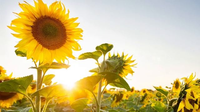 ДЕНЬ 11 Медитации Дипака Чопры. Ключ к ИЗОБИЛИЮ Я принимаю свободное течение изобилия ко мне. смотреть онлайн