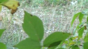 Лиса в дикой природе