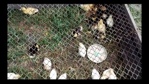 Почему умирают инда утки