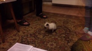 Котята скиф-той-боб "of YarOmir"