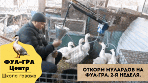 Откорм мулардов на фуа-гра. (Аппарат АГР-Мулард)