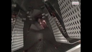 оборудование. Дозирование упаковка. Куриные субпродукты дозирование, фасовка, упаковка