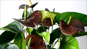 Антуриум черный. Сорт Adios Chocolate