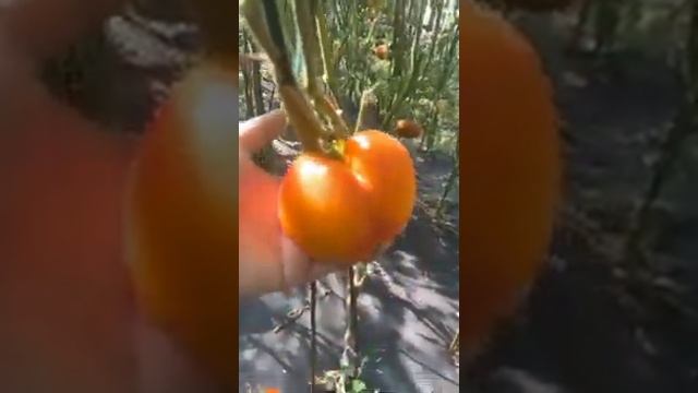 Сорт томата "Есыкский кристалл" (Казахстан) смотреть онлайн