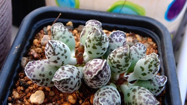 Adromischus festivus. Редкие растения и суккуленты 6. 4k video