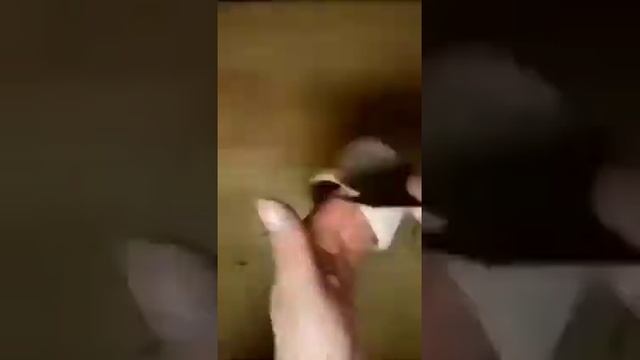 Быстрый просмотр занятия "кружка" Лепка из пластилина смотреть онлайн