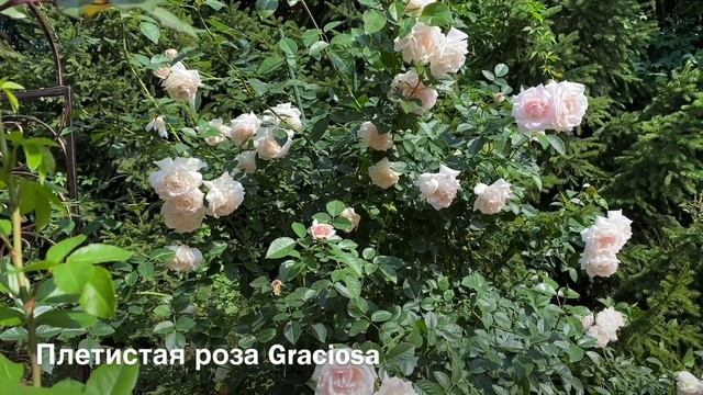 УДОБРЕНИЯ ДЛЯ РОЗ, СКИДКИ ДЛЯ ВАС 20%!!! смотреть онлайн