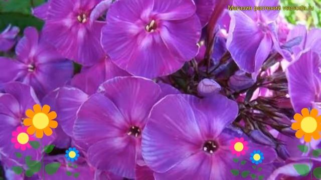 Флокс метельчатый Джоконда. Краткий обзор, описание характеристик phlox paniculata Джоконда смотреть онлайн
