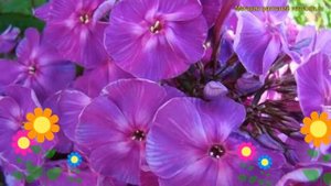 Флокс метельчатый Джоконда. Краткий обзор, описание характеристик phlox paniculata Джоконда