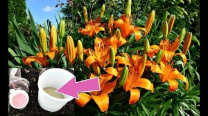 Подкормите этим лилии в августе после цветения для мощных луковиц! Чем подкормить лилии?