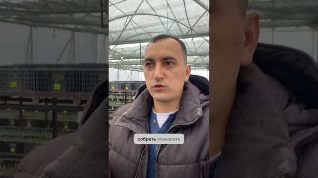 Крупный и мелкий тюльпан. Почему у всех разный? Выгонка тюльпанов 2024